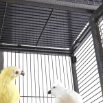 Bird Cage Manufacturer - Wholesale Rooftop Playground Wheels