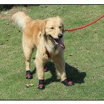 Dog Boots Manufacturer - Best Selling Waterproof Breathable