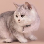 Copper Pet ID Tag Supplier - Durable Address Paper Insert