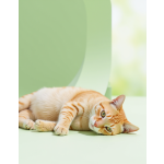 Cat Nutritional Supplement Supplier - Wholesale Health Support