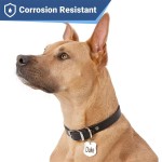 Pet Name Tag Manufacturer - Personalized Stylish Engraved