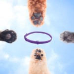 镇静宠物项圈厂家-热销防水可调