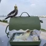 Birdcage Manufacturer - Portable Transparent Acrylic