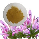 Motherwort Powder Supplier - Wholesale Natural Herbal Extract Yi Mu Cao Powder
