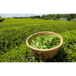 Slimming Tea Supplier - ODM OEM High Quality Food Grade Flat Belly Detox