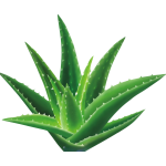 Aloe Vera Softgels Manufacturer - OEM/ODM Hot Sales Beauty Skin Care Supplement
