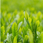 Matcha Green Tea Powder Supplier - Superfoods Organic Unsweetened Latte Powder