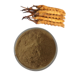Cordyceps Capsules Manufacturer - Natural Pure for Energy Immune Support