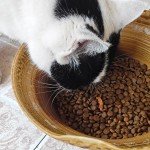 猫食生产厂家-高质量无谷10公斤袋
