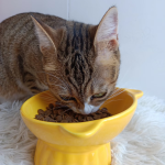 宠物食品工厂-OEM ODM一站式批量多种口味