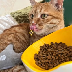 猫食生产厂家-高质量无谷10公斤袋