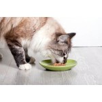 宠物食品生产厂家-湿猫粮罐头宠物用品