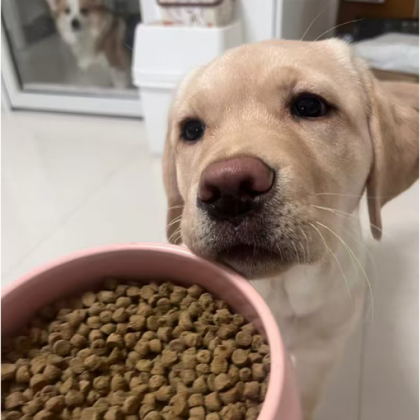 狗食供应商-整体颗粒天然批量食品