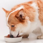 宠物食品生产厂家-3吨工业挤出机干狗粮