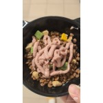 猫食生产厂家-高质量无谷10公斤袋