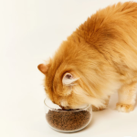 狗食供应商-批发定制健康全面营养