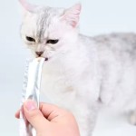 猫食生产厂家-奶油液体零食成猫食品