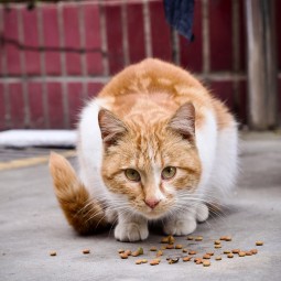宠物食品供应商-随时发货低过敏配方OEM