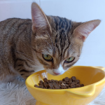 宠物食品供应商-厂家直供健康营养零食