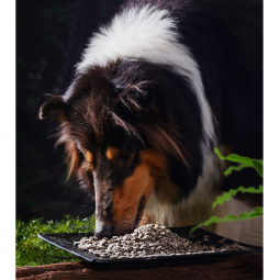 宠物零食生产厂家-ODM OEM无谷狗零食