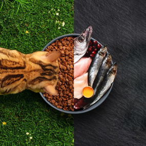 Pet Food Manufacturer - OEM ODM Grain-Free No Preservatives