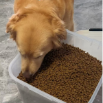 宠物食品生产厂家-工业宠物食品干狗粮