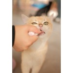 宠物食品盖生产厂家-3尺寸硅胶狗猫盖