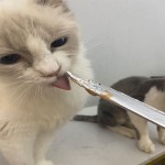 猫零食供应商-可定制贴牌代工小鱼形猫薄荷饼干薄荷