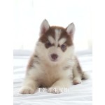 宠物食品厂家-贴牌代工鸟鱼仓鼠高蛋白黄粉虫