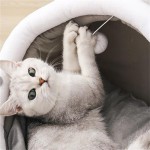 昆虫供应商-贴牌代工干面包虫批发干黄粉虫宠物