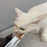 猫零食供应商-可定制贴牌代工小鱼形猫薄荷饼干薄荷