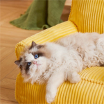 猫家具供应商-猫床用于室内猫挂玩具可拆垫柔软