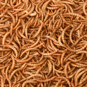 Chicken Feed Manufacturer - Natural Bird Food Dried Yellow Mealworms