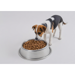 干狗粮生产厂家-ODM宠物先生有机活力定制