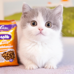 猫粮供应商-OEM ODM欧迪35%高蛋白500g