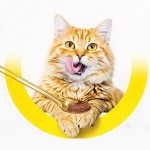 猫营养品工厂-爱丽丝营养膏125克猫咪必备