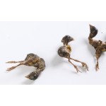 冻干零食工厂-批发代工天然纯肉鹌鹑冻干宠物零食