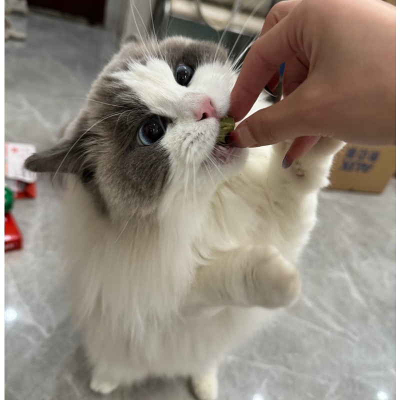 宠物零食工厂-贴牌代工高蛋白健康冻干猫零食猫草