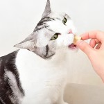 冻干食品工厂-代工贴牌冻干鸡块多种口味牛肉高蛋白