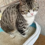 环保猫砂供应商-热销环保高品质无尘可冲