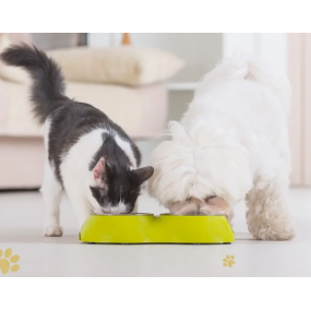 宠物补充剂供应商-批发天然有机宠物蘑菇提取粉免疫