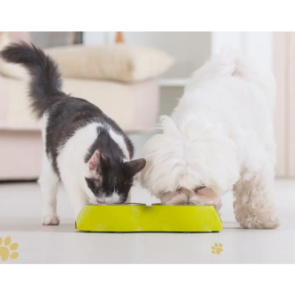 宠物补充剂供应商-批发天然有机宠物蘑菇提取粉免疫