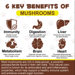 蘑菇粉厂家-代工贴牌火鸡尾蘑菇粉有机猴头菇