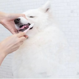 牙科护理供应商-抗牙菌斑牙科护理洁牙粉犬猫私有