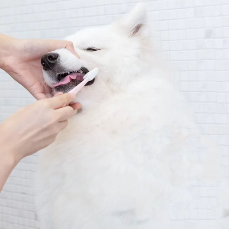 牙科护理供应商-抗牙菌斑牙科护理洁牙粉犬猫私有