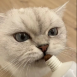 宠物补充剂工厂-工厂批量宠物保健维生素多种维生素营养膏