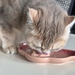 猫狗零食工厂-代工定制湿罐头零食100克肉汤宠物食品