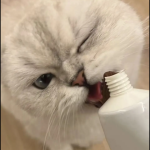 宠物补充剂工厂-工厂批量宠物保健维生素多种维生素营养膏