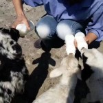 代乳粉厂家-兽用代乳粉犊牛羊羔仔猪