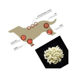 宠物关节补充剂工厂-热销代工葡萄糖胺髋关节营养咀嚼